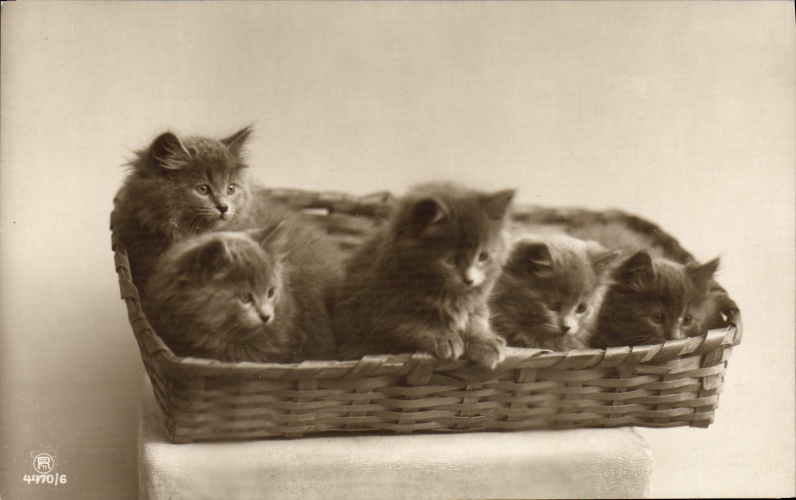 CPA Chat Chats Chaton 