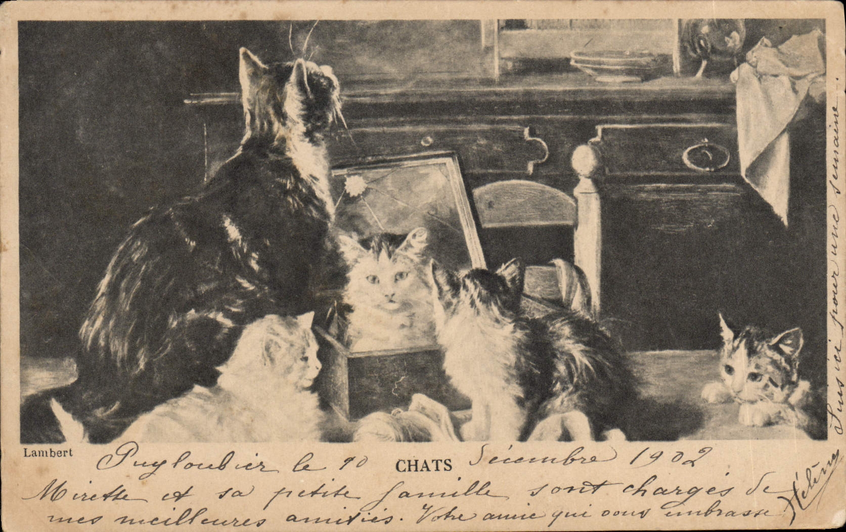 CPA Chat Chats Chaton Lambert
