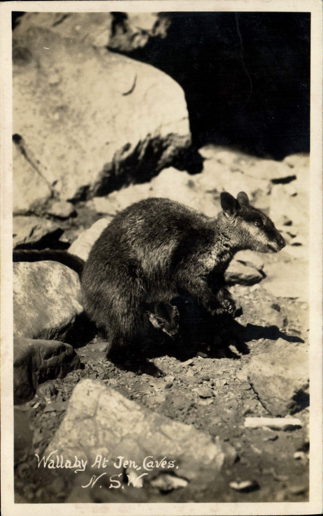 MODERN CARD Wallaby At Jen Cellars NSW Australia