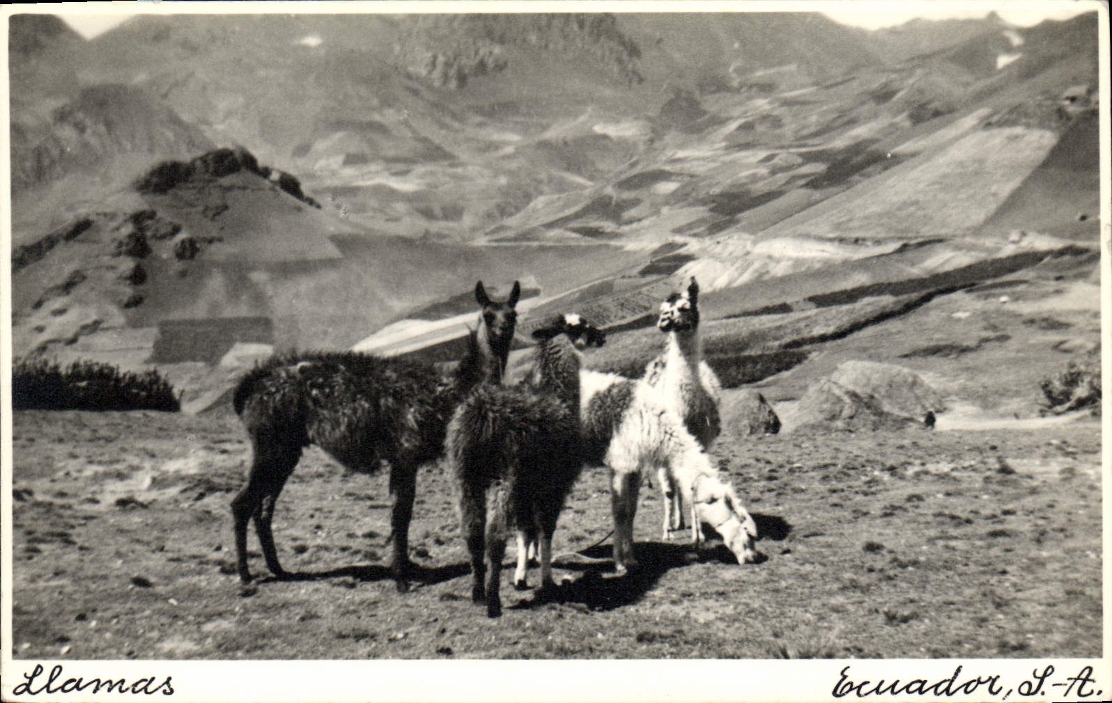 CPA Llamas lama Ecuador