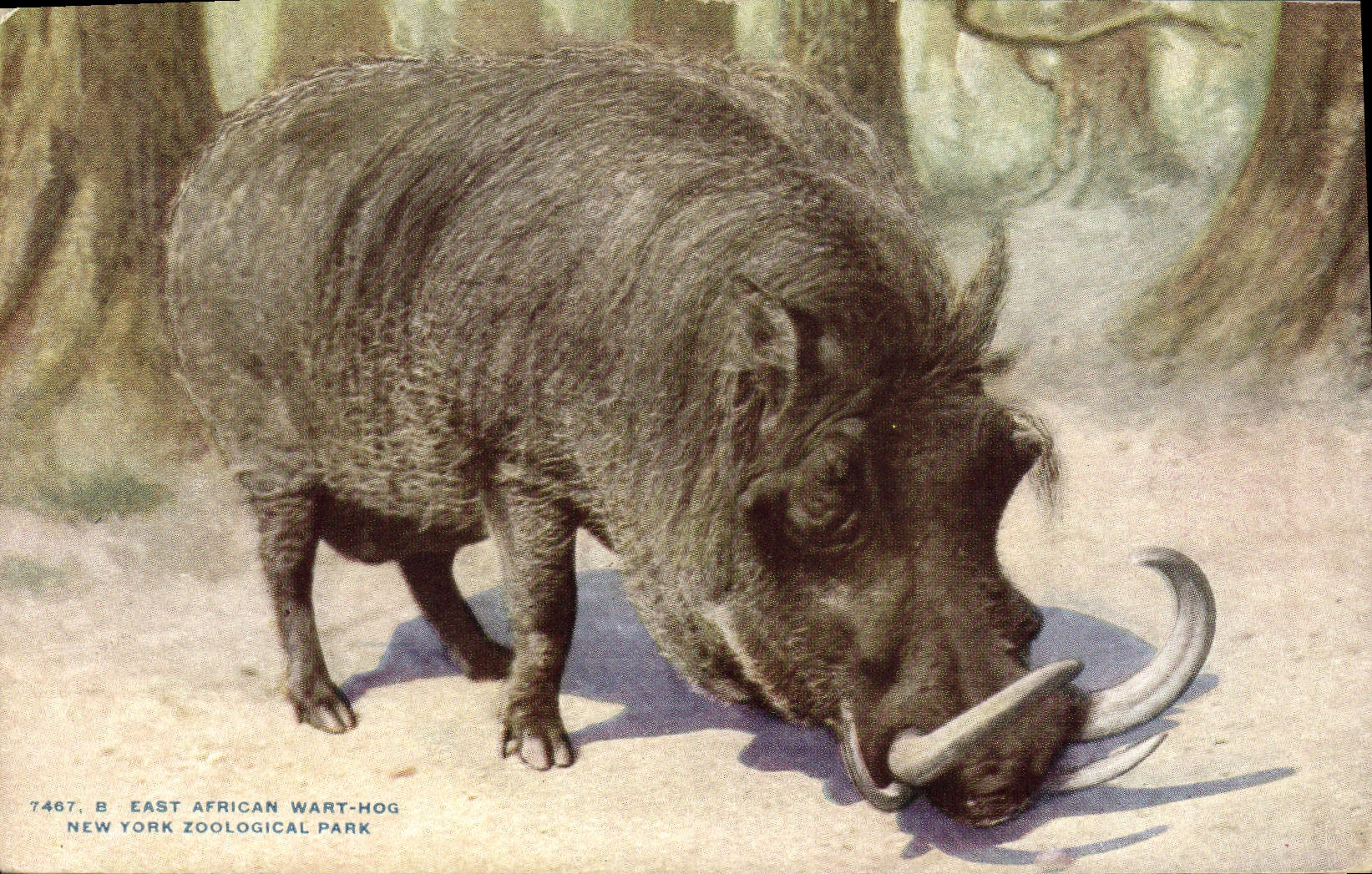 CPA East African Wart Hog New York Zoological park Zoo