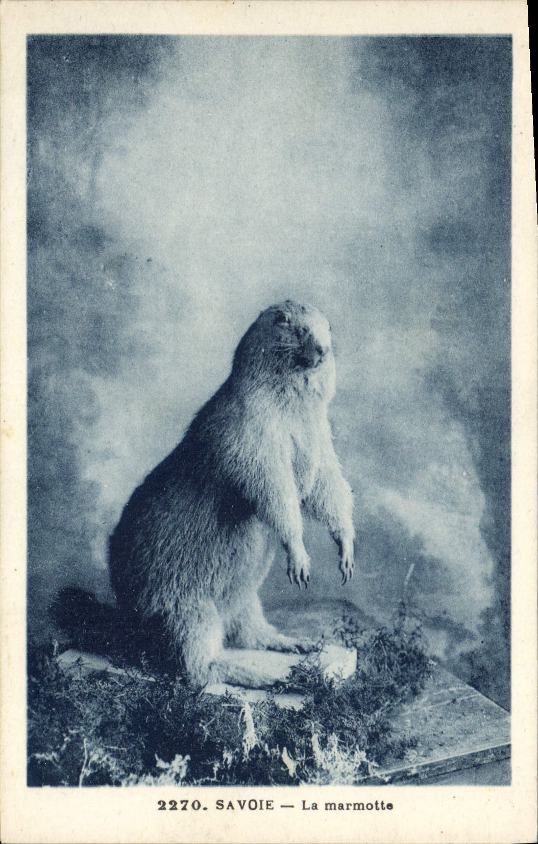 CPA Savoie Marmotte