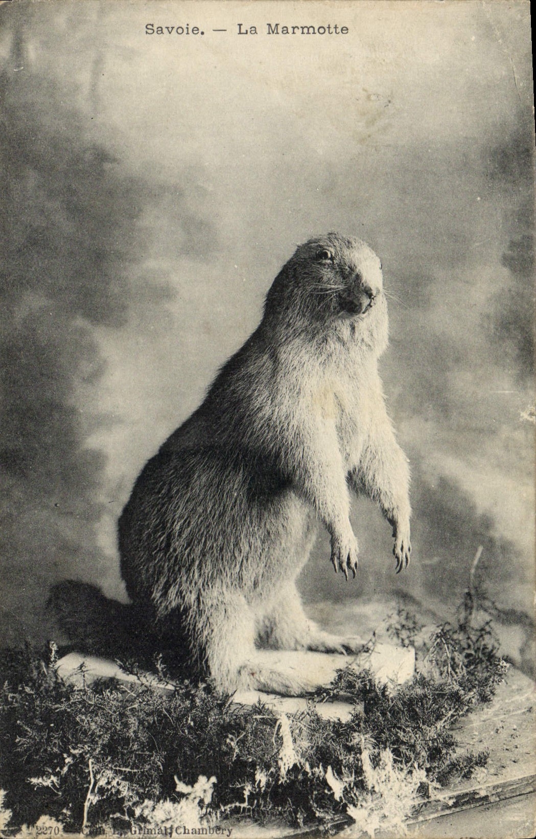 CPA Savoie Marmotte