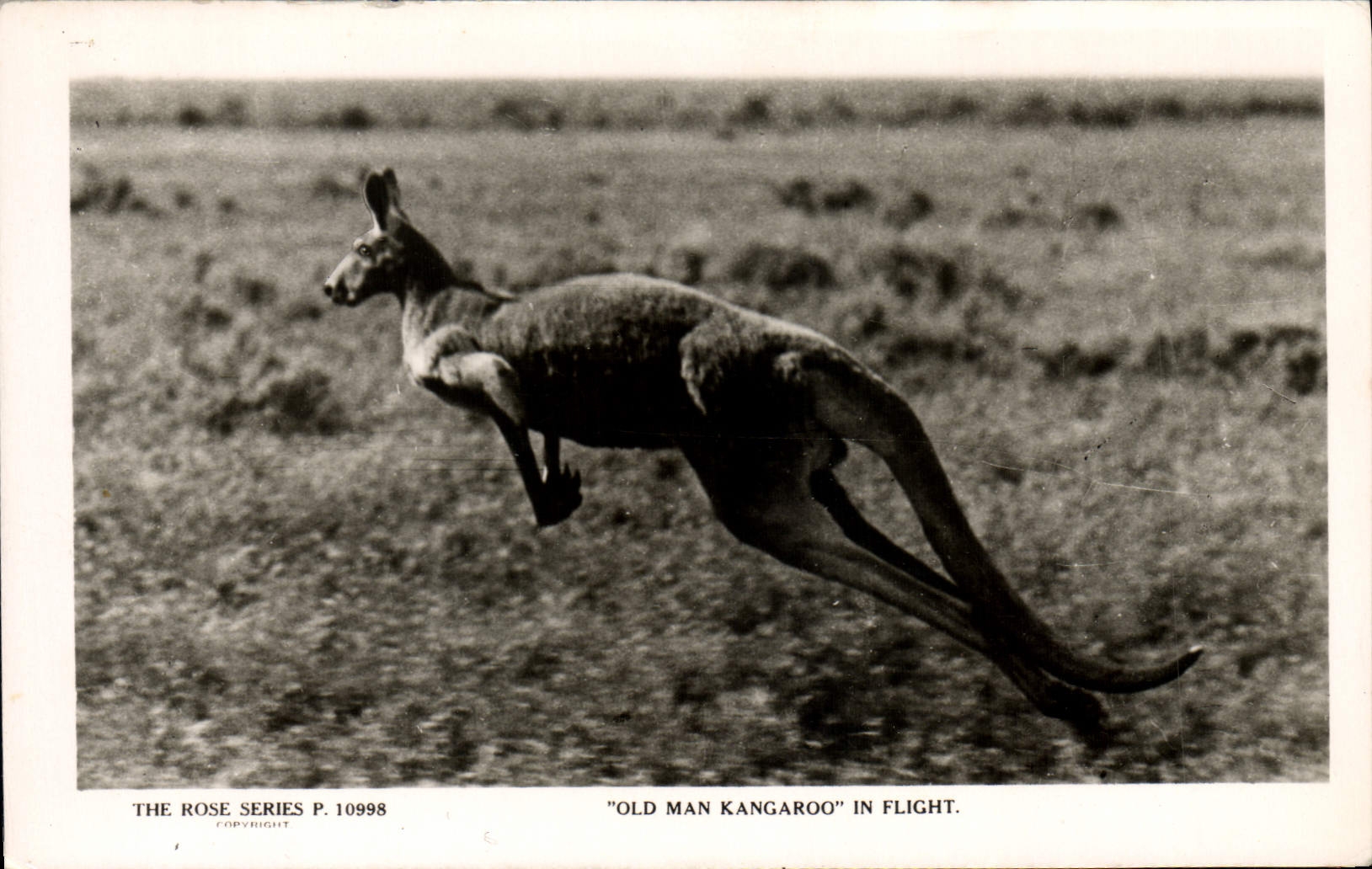 CPM Kangaroo in flight