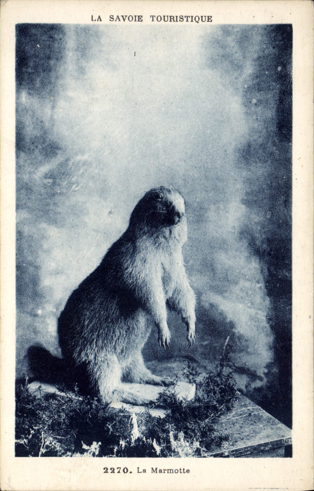 CPA Savoie Marmotte