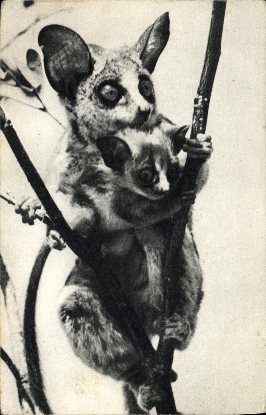 CPA Singe Lemurien