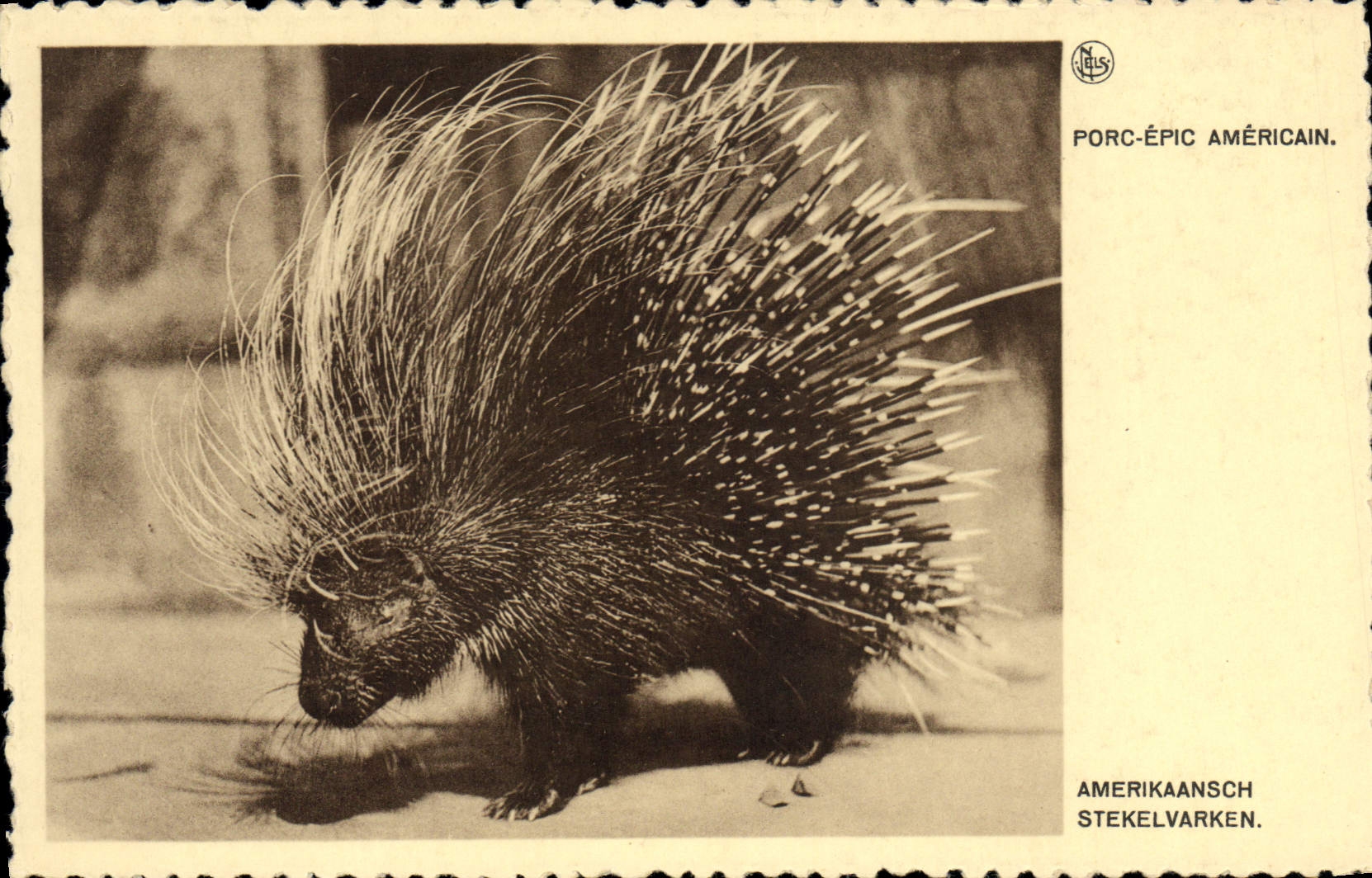 VINTAGE POSTCARD American Epic Pig