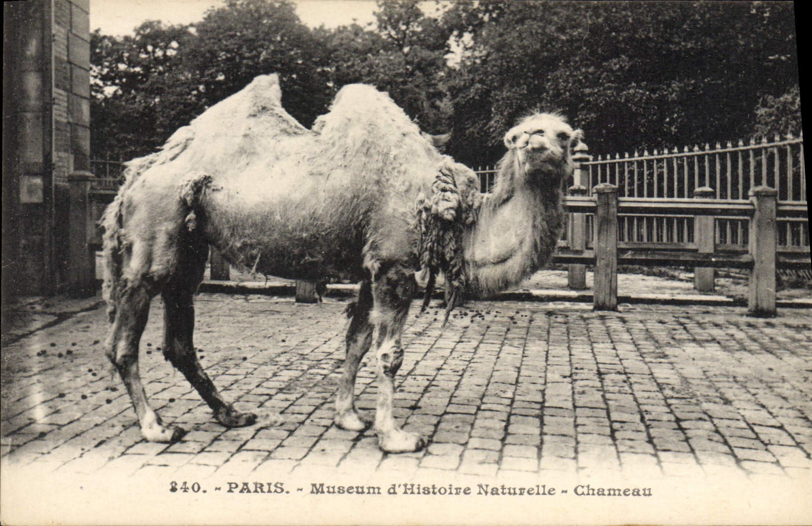 CPA Paris Museum d'Histoire Naturelle Chameau 