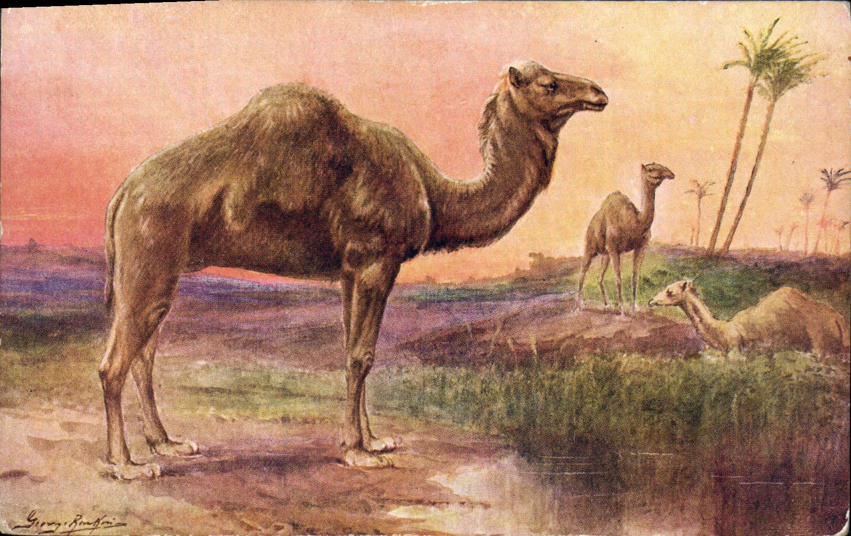 VINTAGE POSTCARD Camel