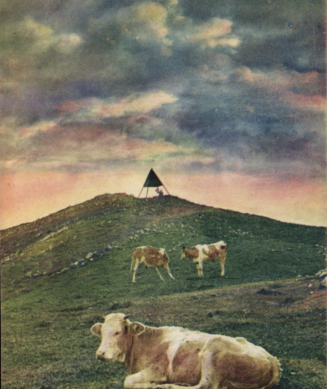 CPA Sommet du Suchet Vaches