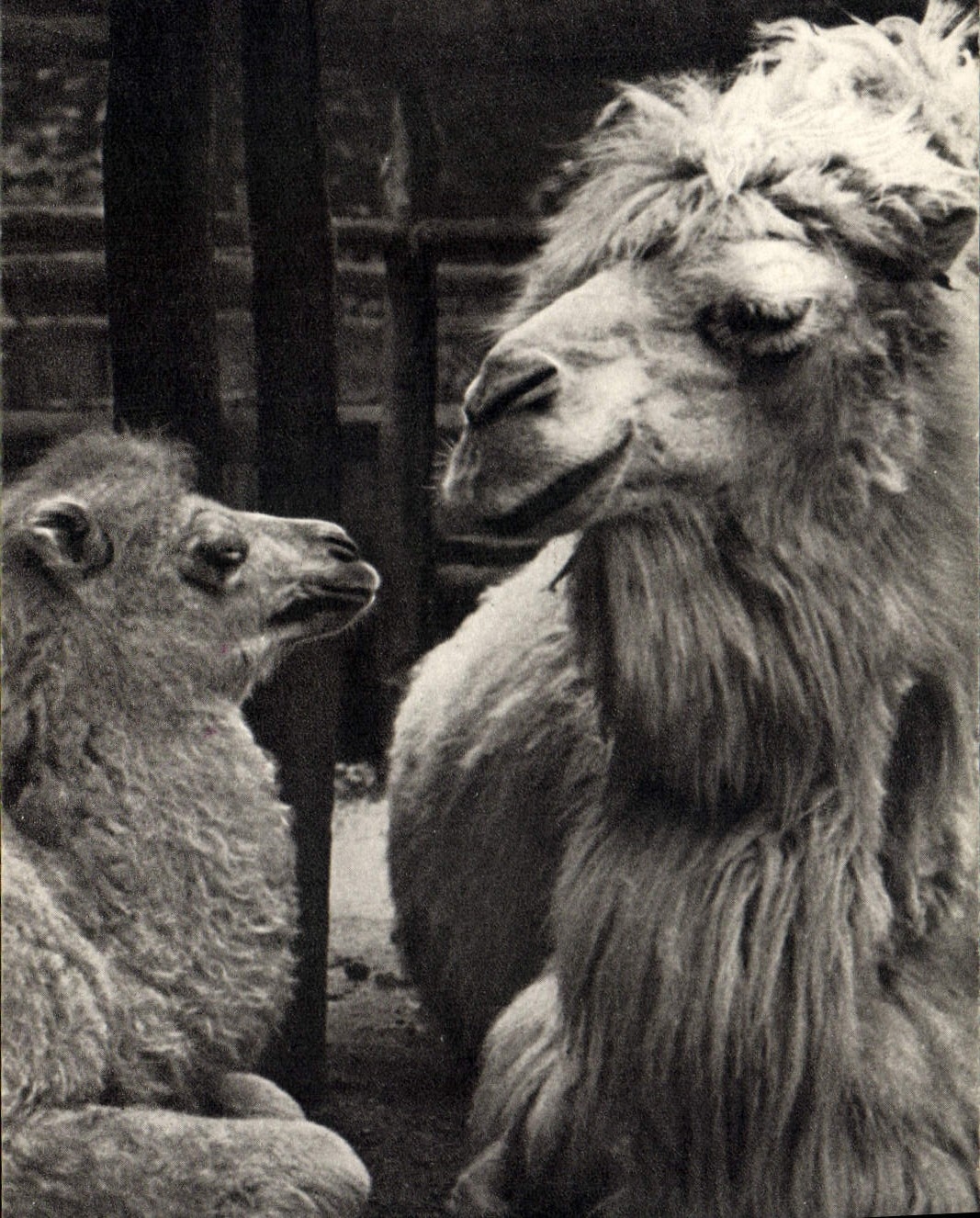 VINTAGE POSTCARD Chamelle Camel and its small