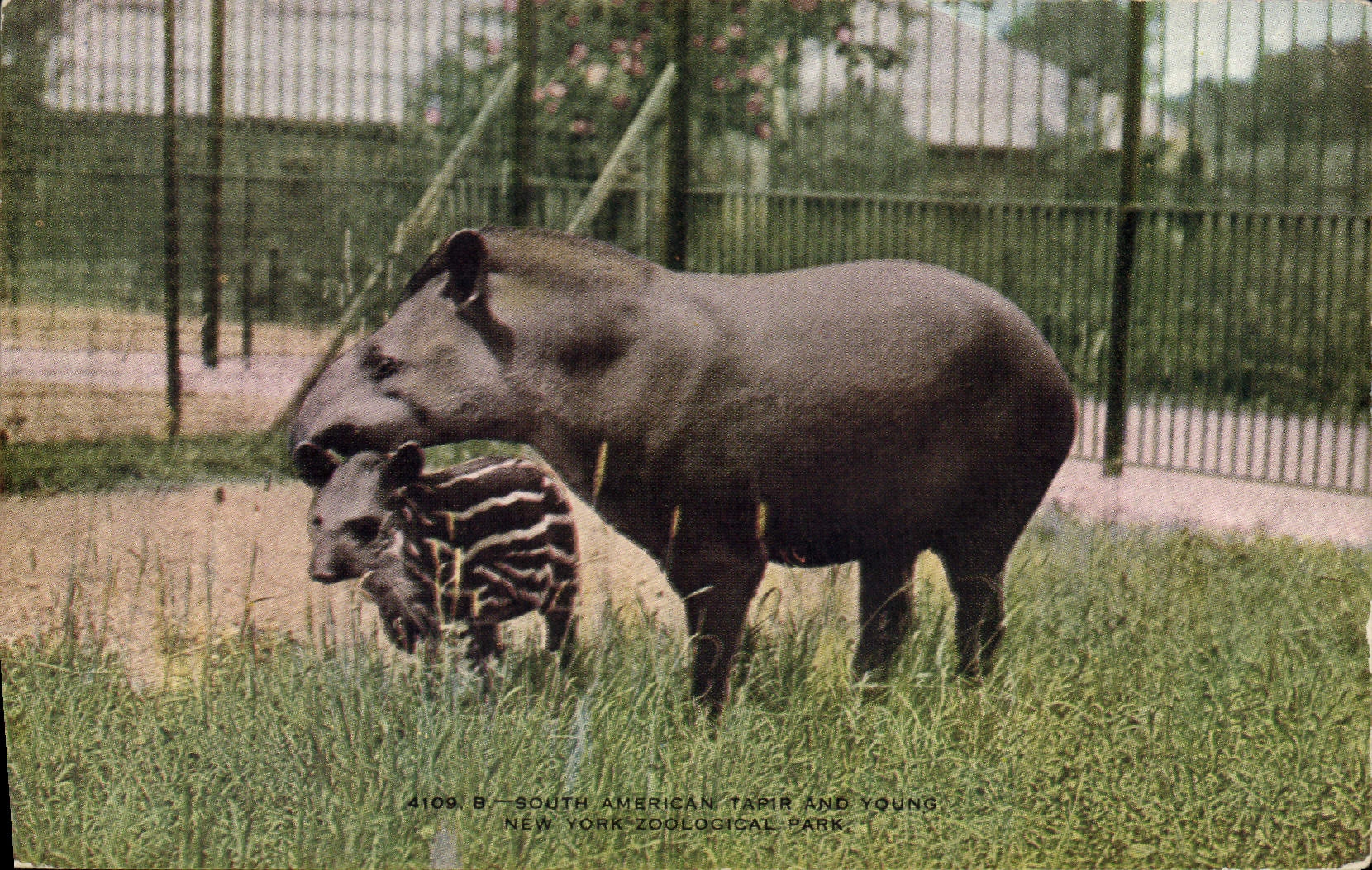 VINTAGE POSTCARD New York zoological Park South American Tapir