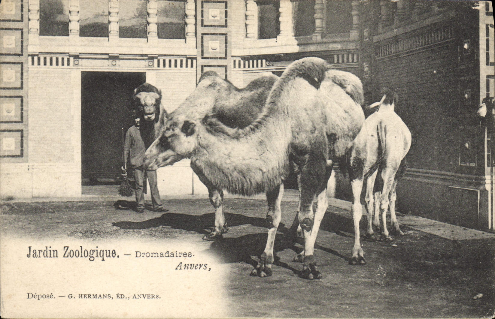 CPA Jardin zoologique Dromadaires Anvers 