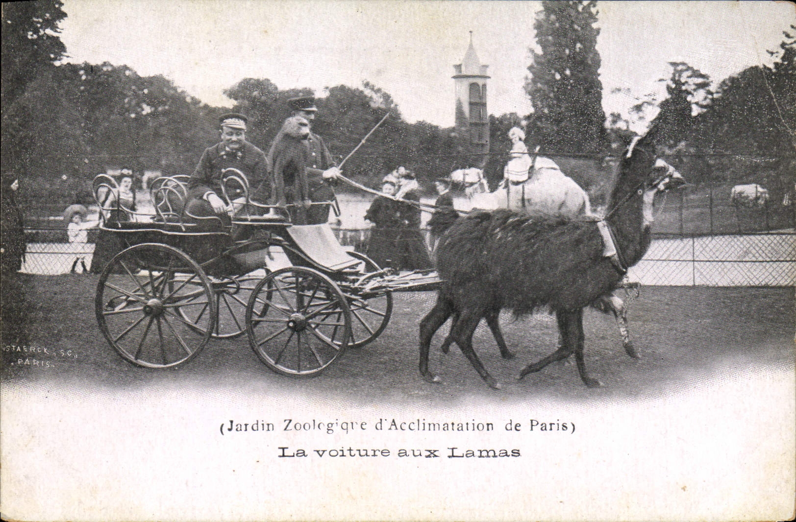CPA Jardin zoologique d'acclimation de Paris La voiture aux Lamas Singe
