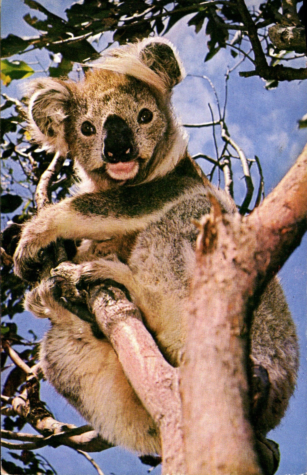 MODERN CARD Koala