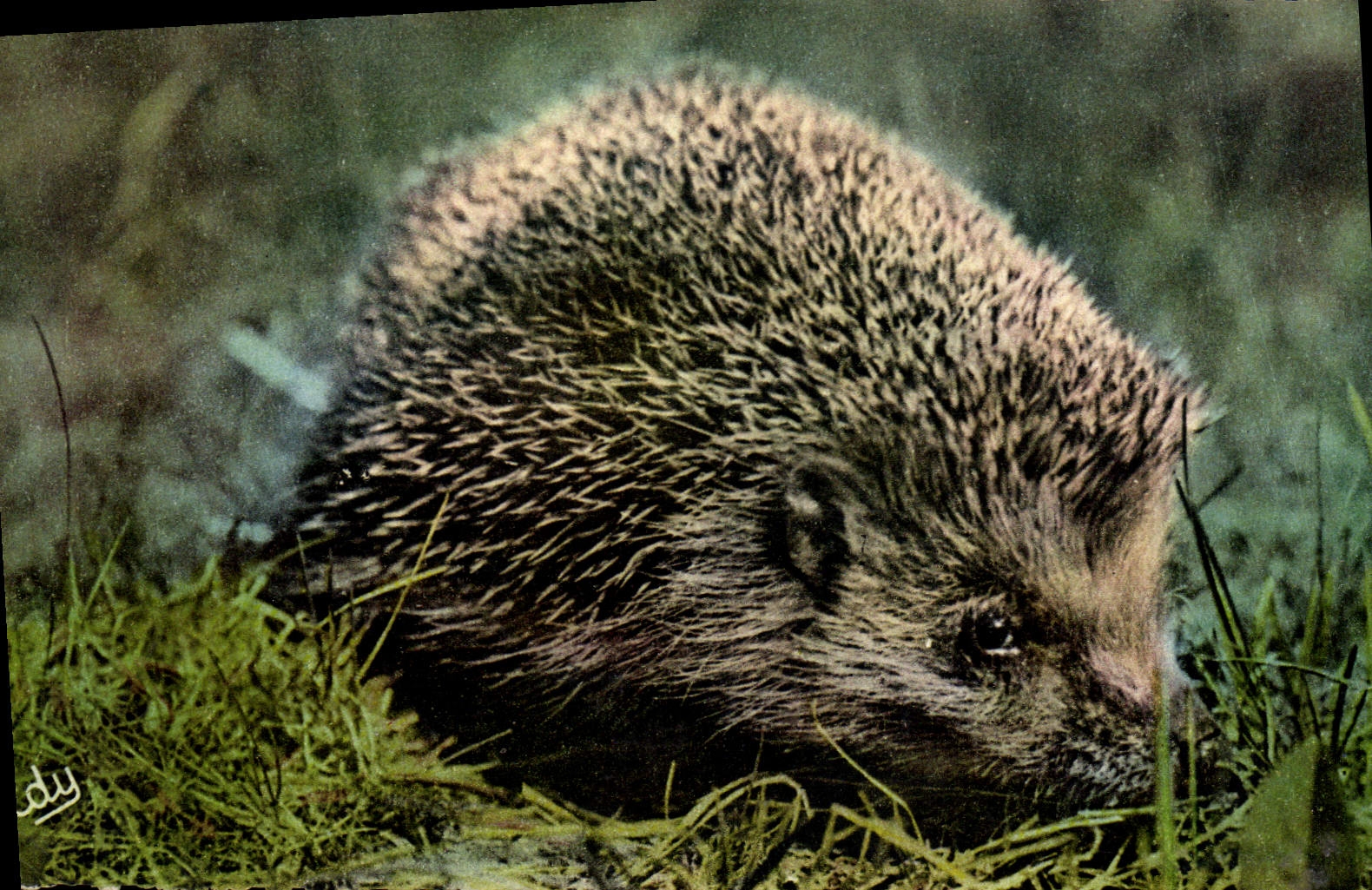 MODERN CARD the hedgehog