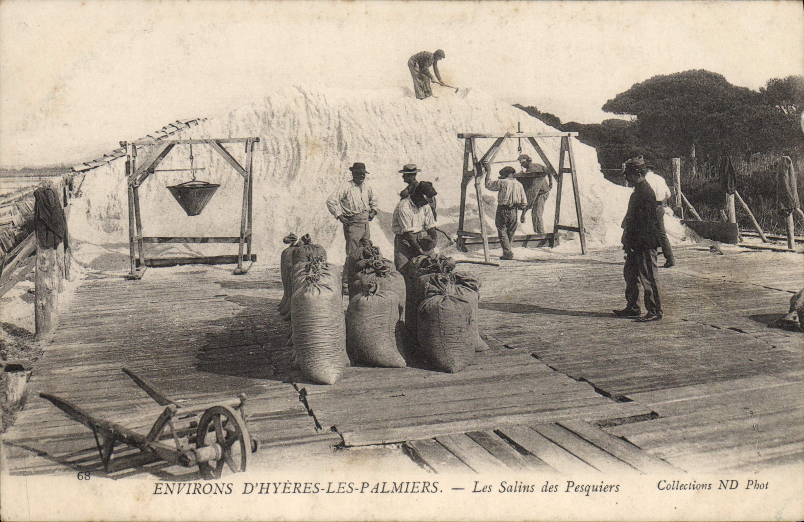 VINTAGE POSTCARD Surroundings of Hyeres Palm trees the Saline ones of Pesquiers TOP