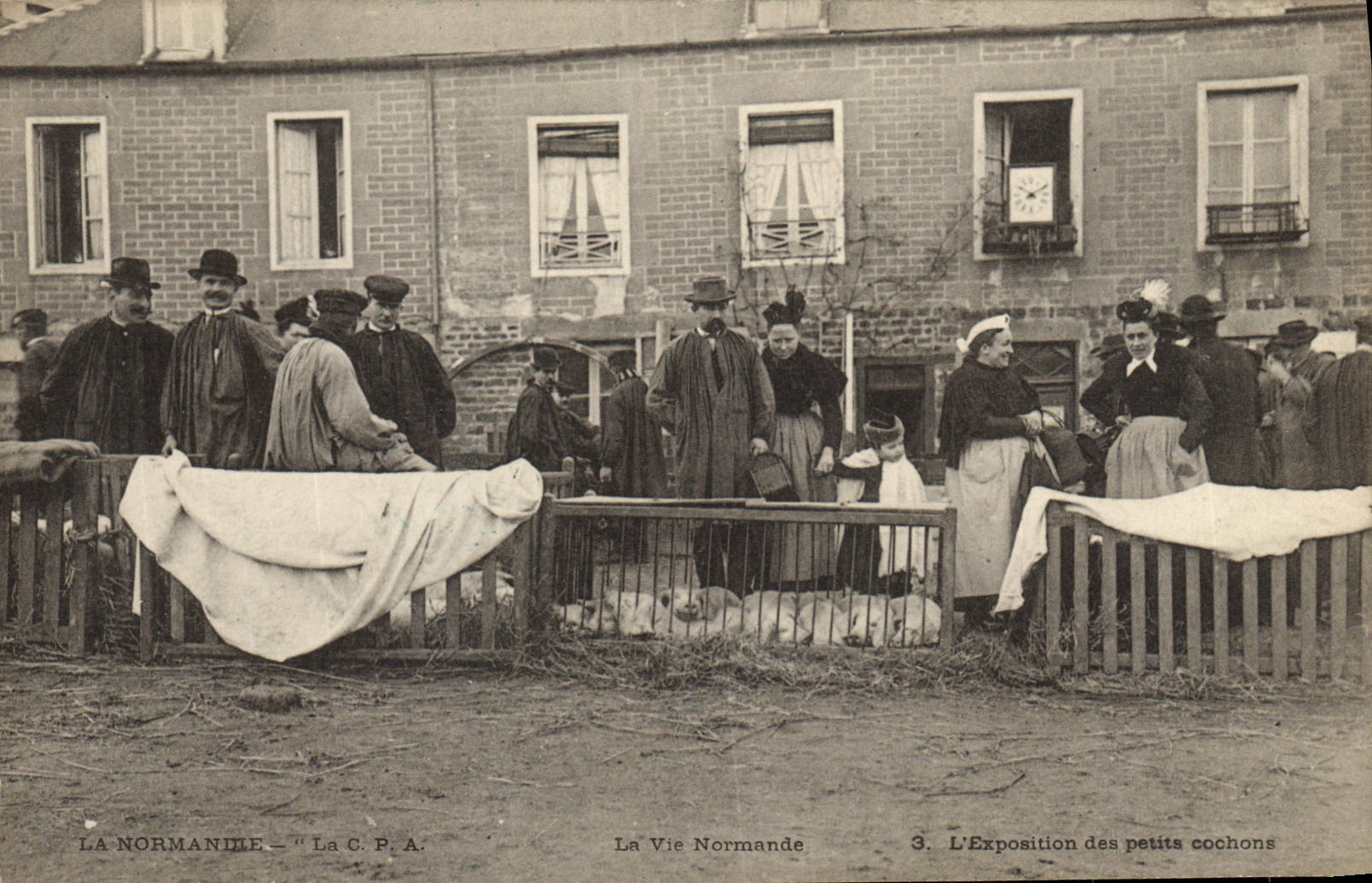 Folklore de Normandía de la POSTAL de la VENDIMIA el normando de la vida que la exposición de pequeños cerdos REMATA