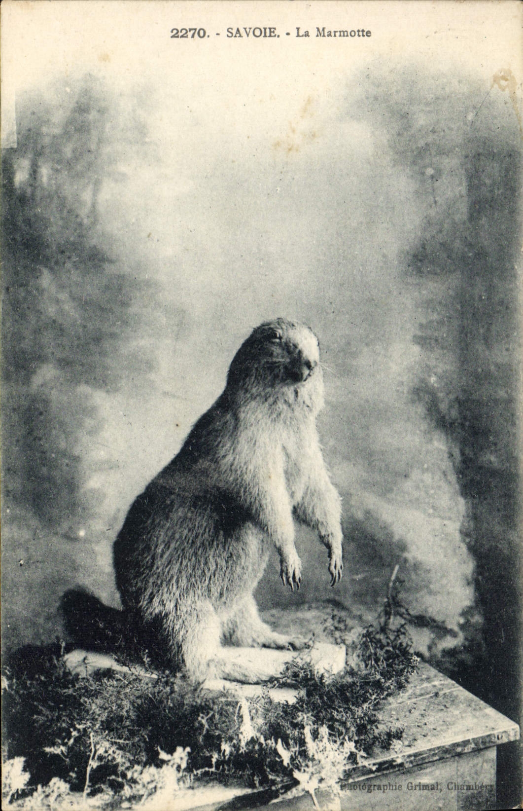 VINTAGE POSTCARD Savoy the marmot