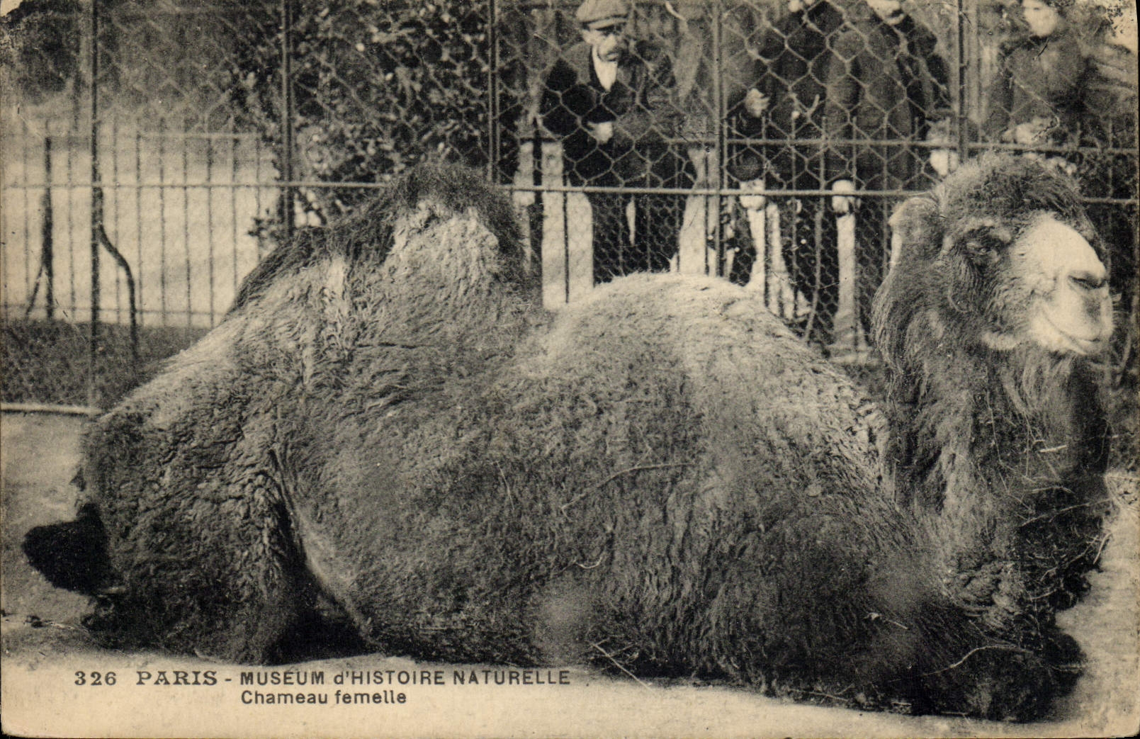 VINTAGE POSTCARD Paris Museum of Natural history Camel female