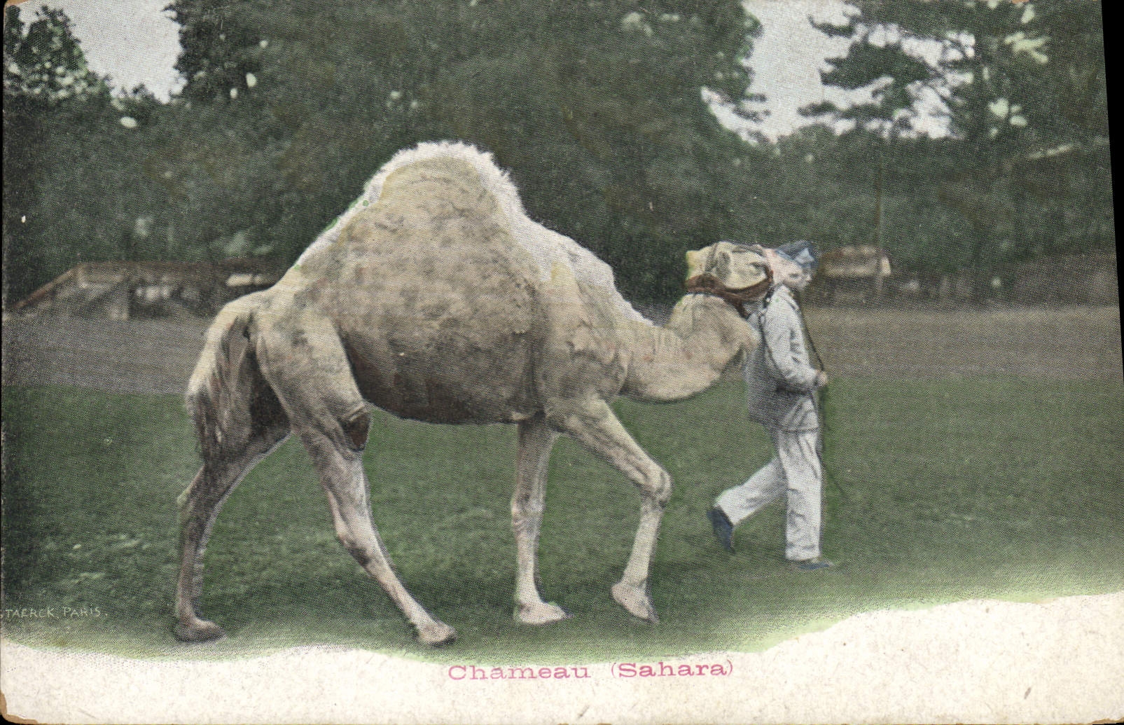 CPA Chameau Sahara 