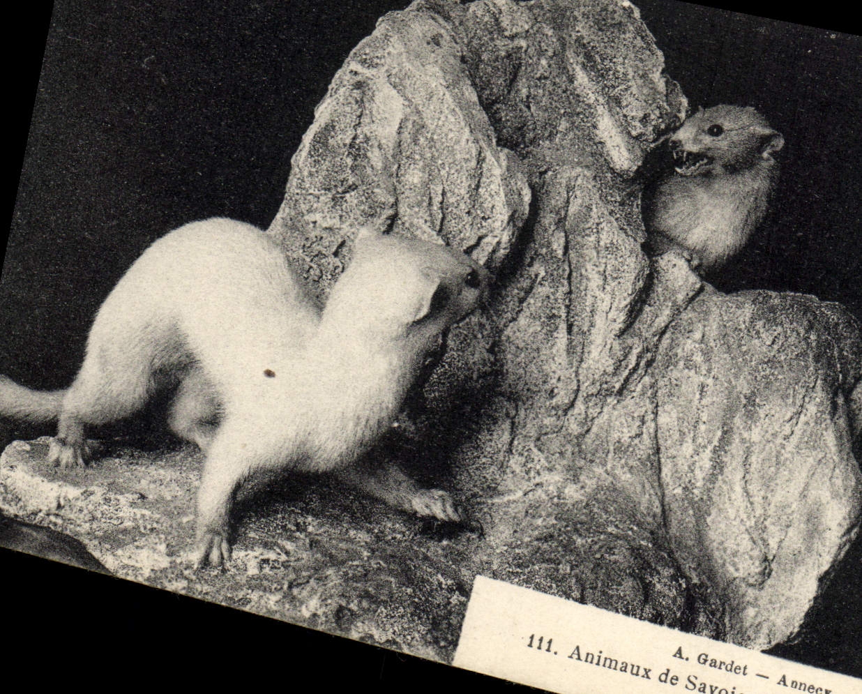 VINTAGE POSTCARD Animal of Savoy Hermines