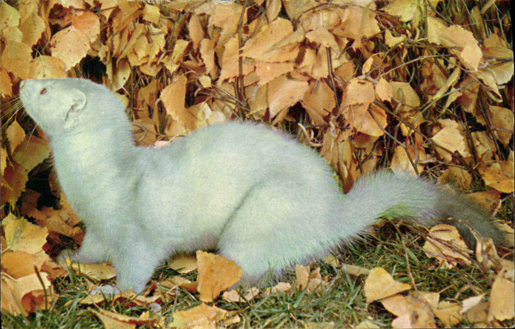 VINTAGE POSTCARD Mink