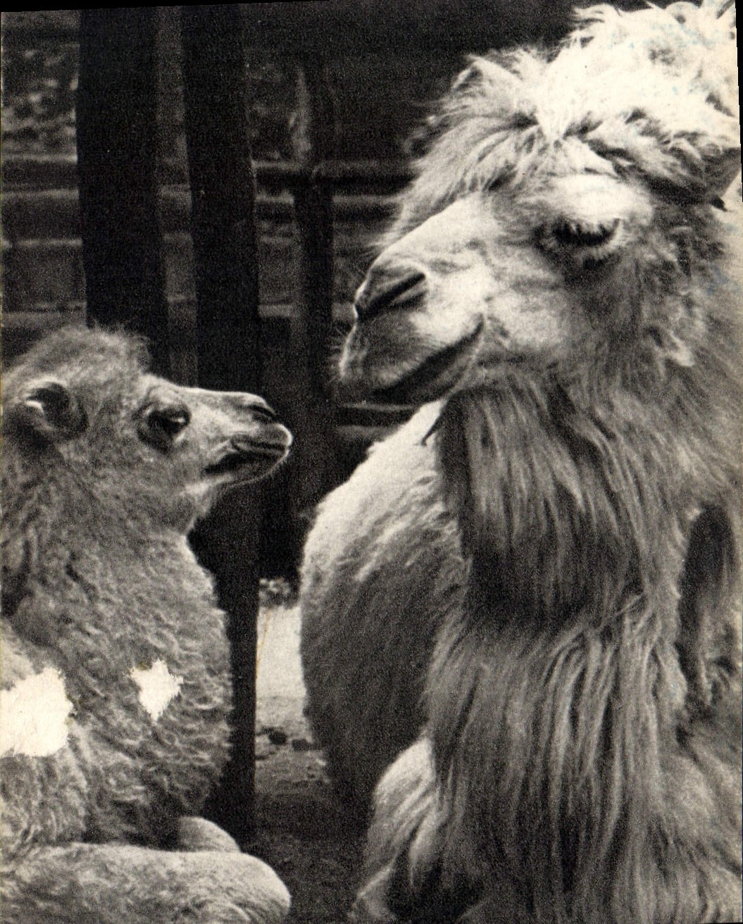 CPA Chamelle et son petit 