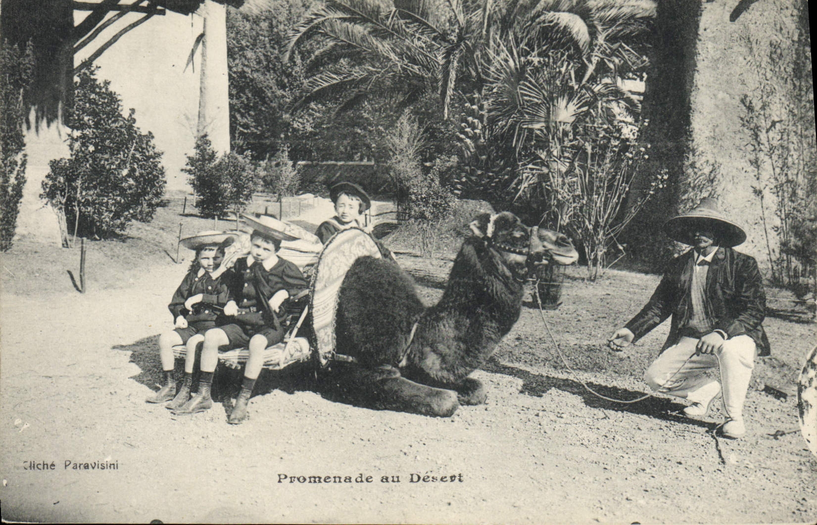 CPA Promenade au desert Chameau 