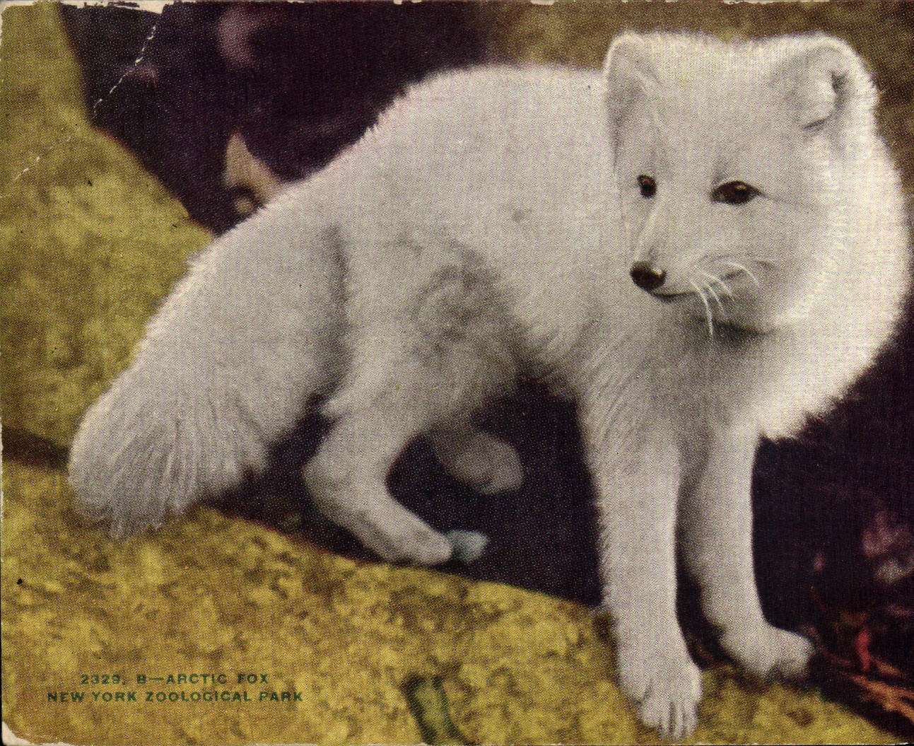 VINTAGE POSTCARD Artic Fox New York Zoological Park
