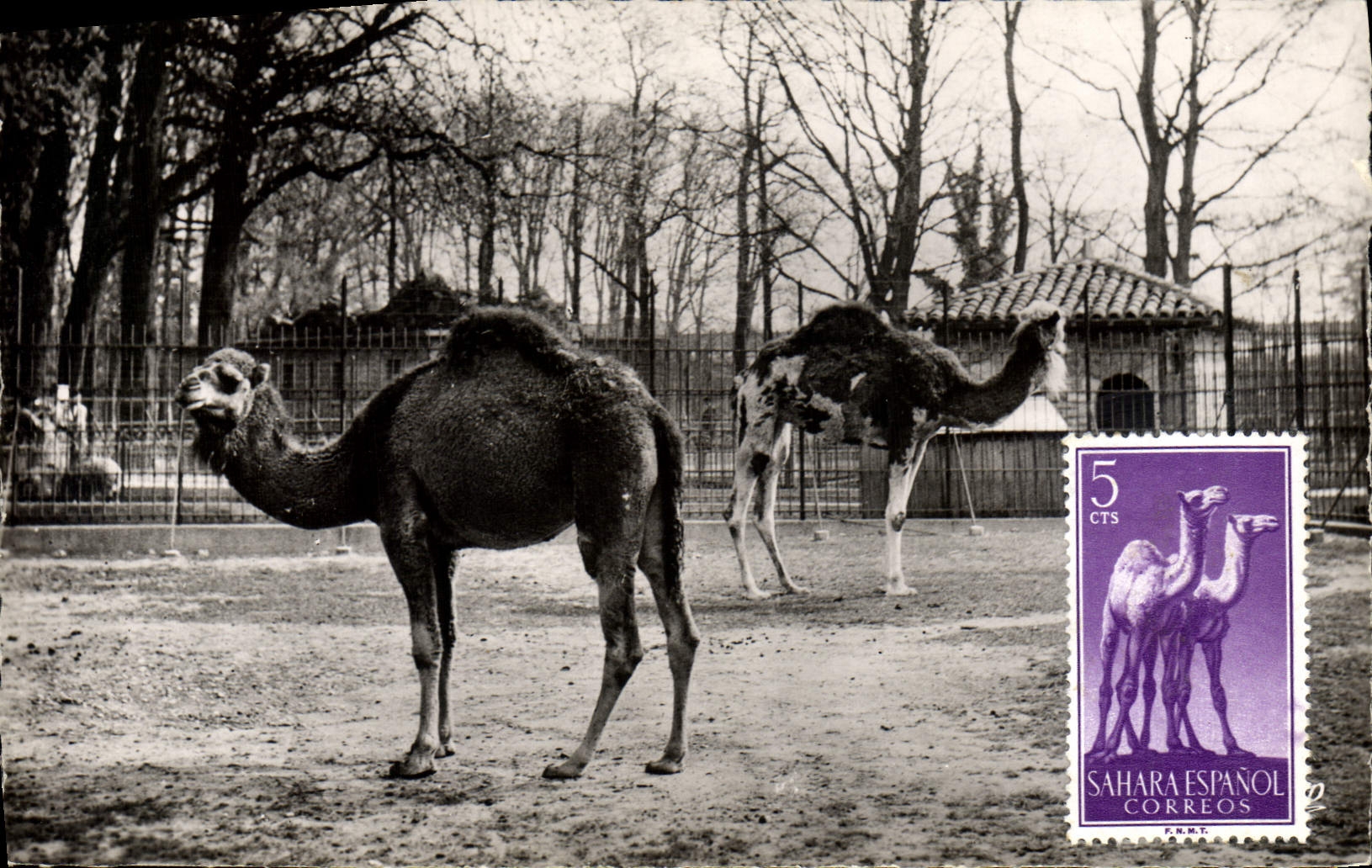 MODERN CARD Lyon Park of the Gold Head dromedaries