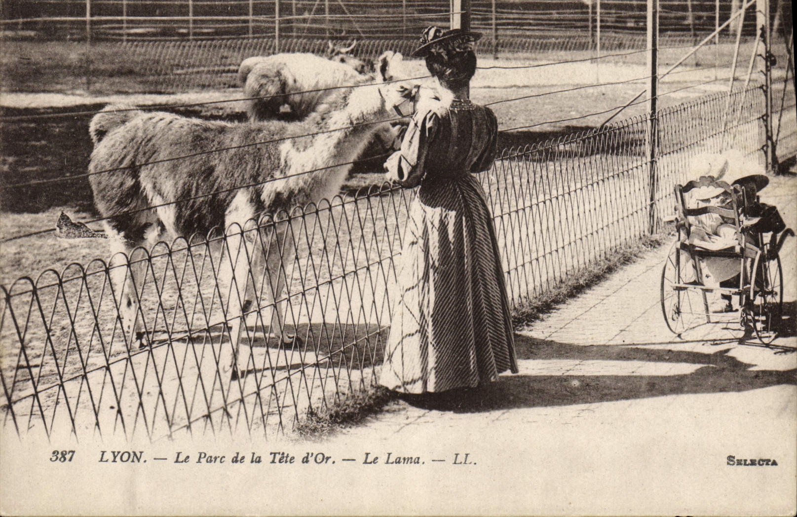 VINTAGE POSTCARD Lyon the Park of the Gold Head the LAMA