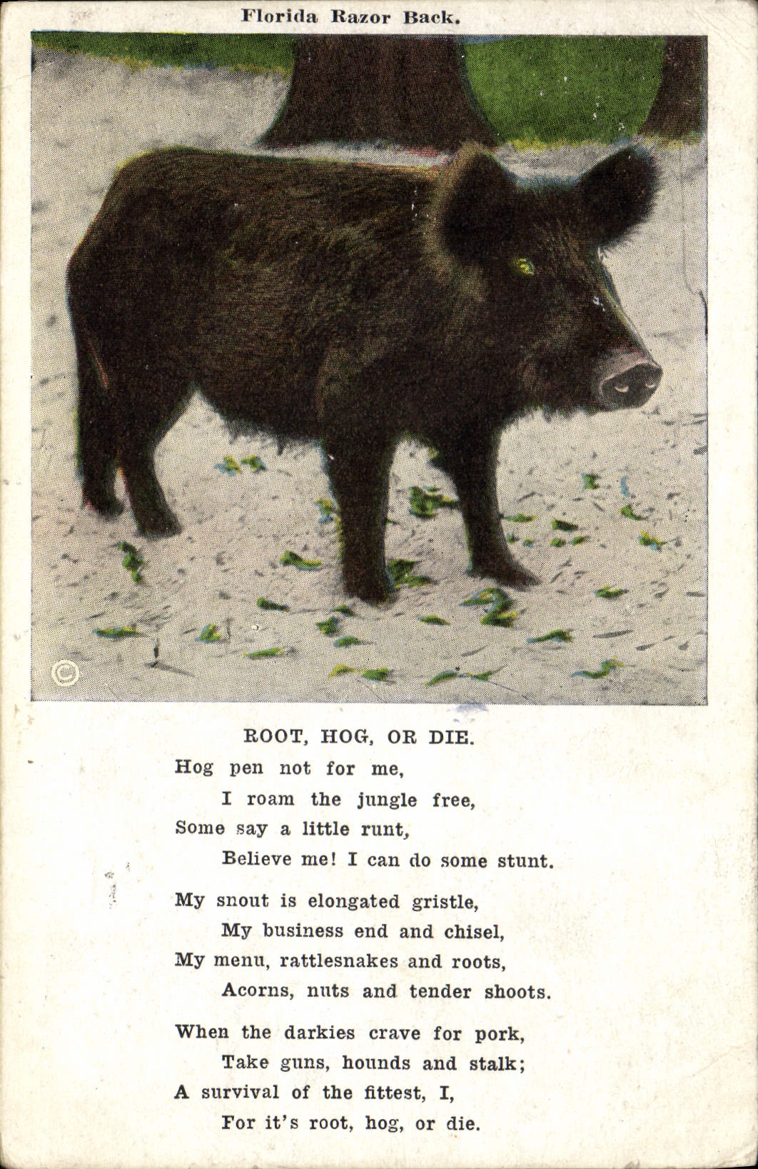 Parte posterior de la maquinilla de afeitar de la Florida de la POSTAL de la VENDIMIA