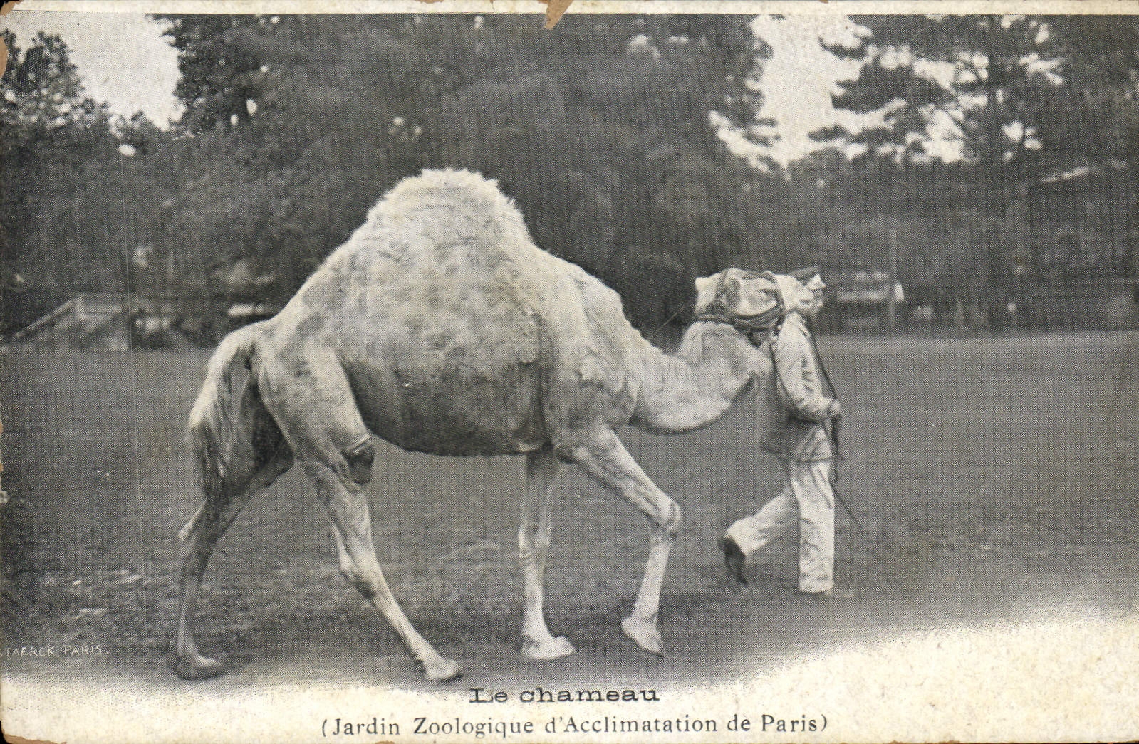VINTAGE POSTCARD the camel Zoological garden of acclimation of Paris