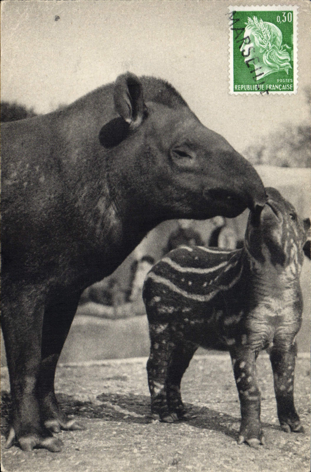 VINTAGE POSTCARD Wood of Vincennes One to tapir of America and its small