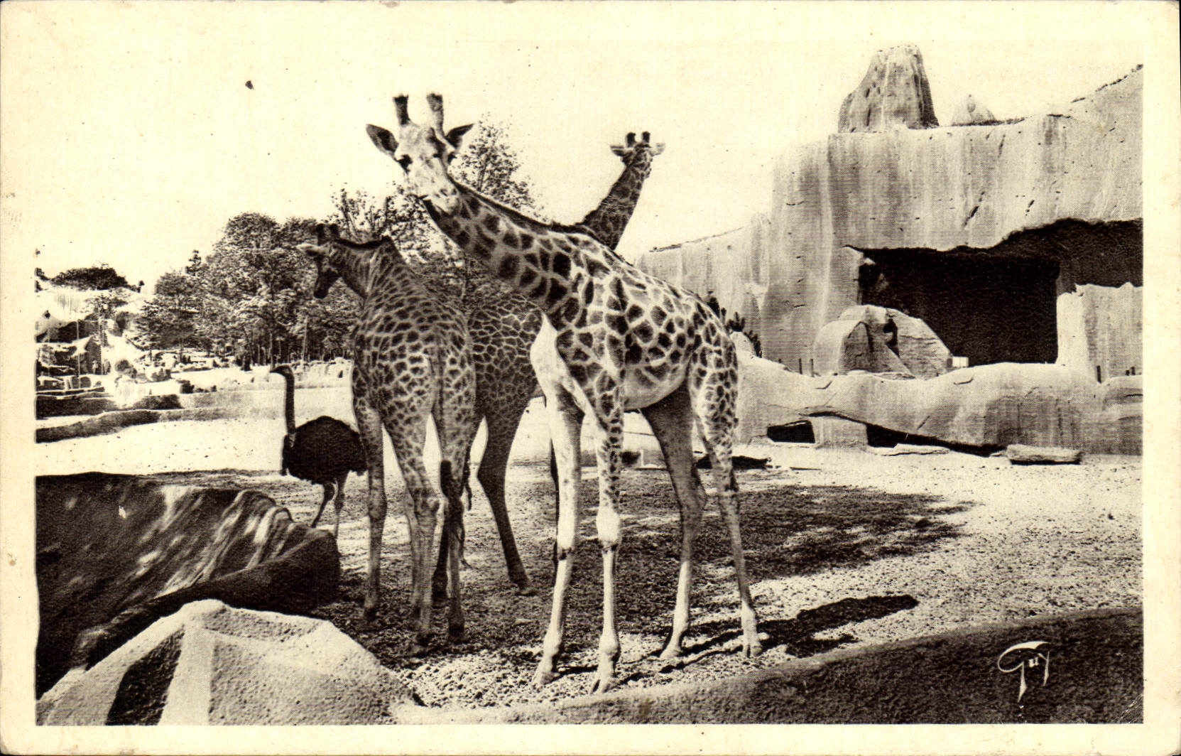 CPA Paris Jardin zoologique de Vincennes Giraffes et Autruches 