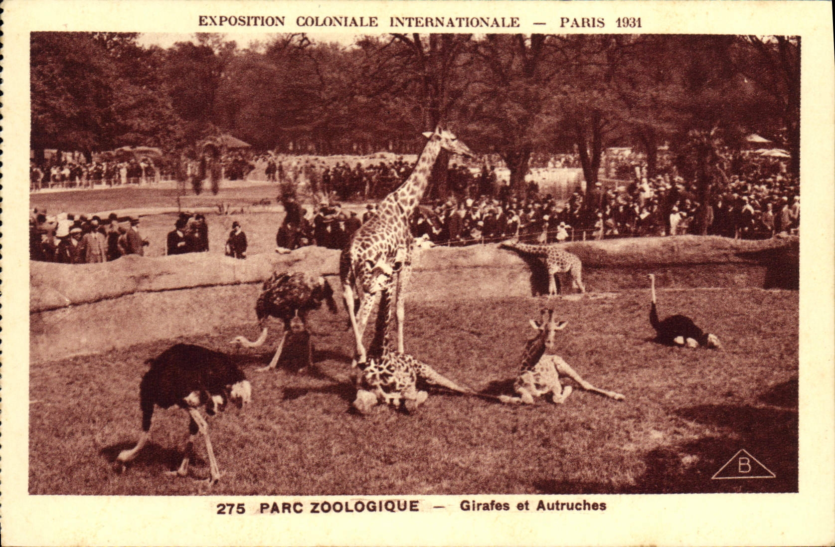 VINTAGE POSTCARD Paris Fair colonial international 1931 Zoological gardens Giraffes and ostriches