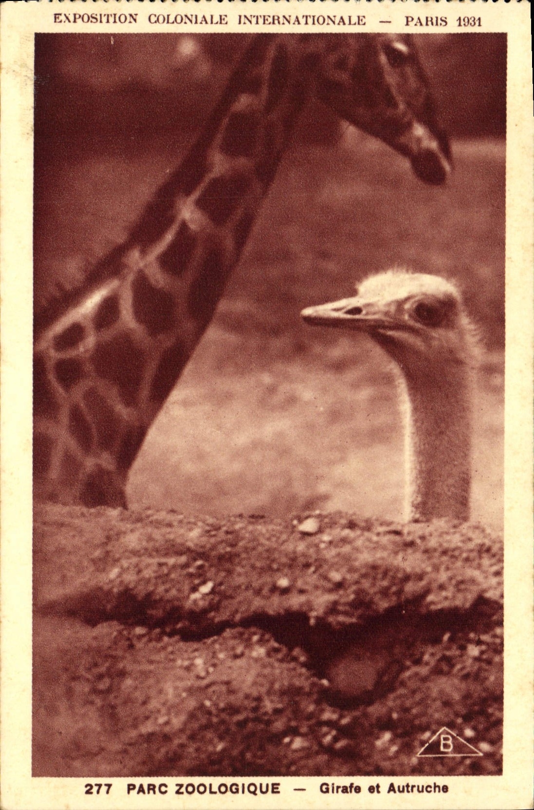 VINTAGE POSTCARD Paris Fair colonial international 1931 Zoological gardens Giraffe and ostrich