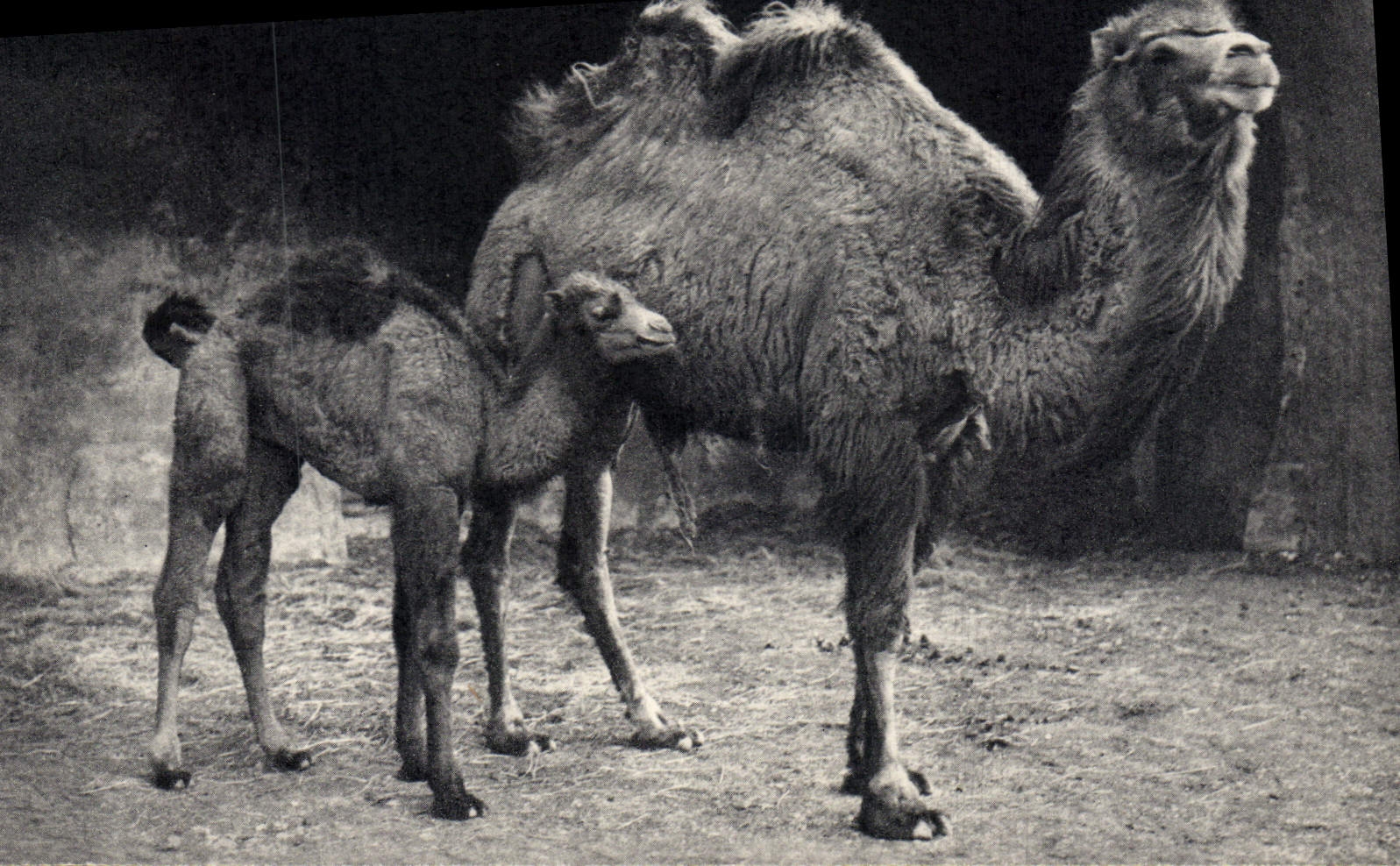VINTAGE POSTCARD Vincennes Zoo Camel of Bactriane and its small