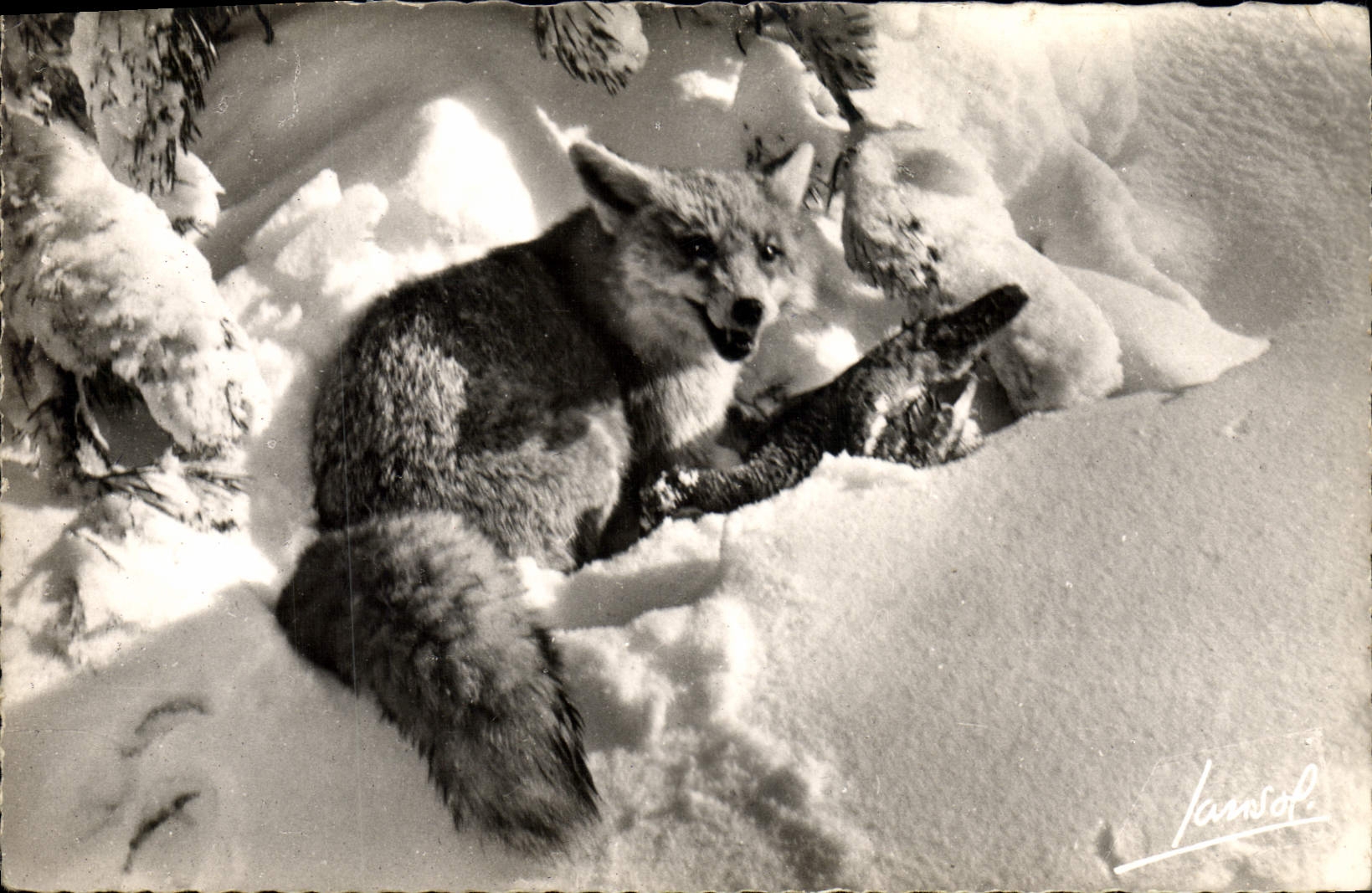 CPM Renard 