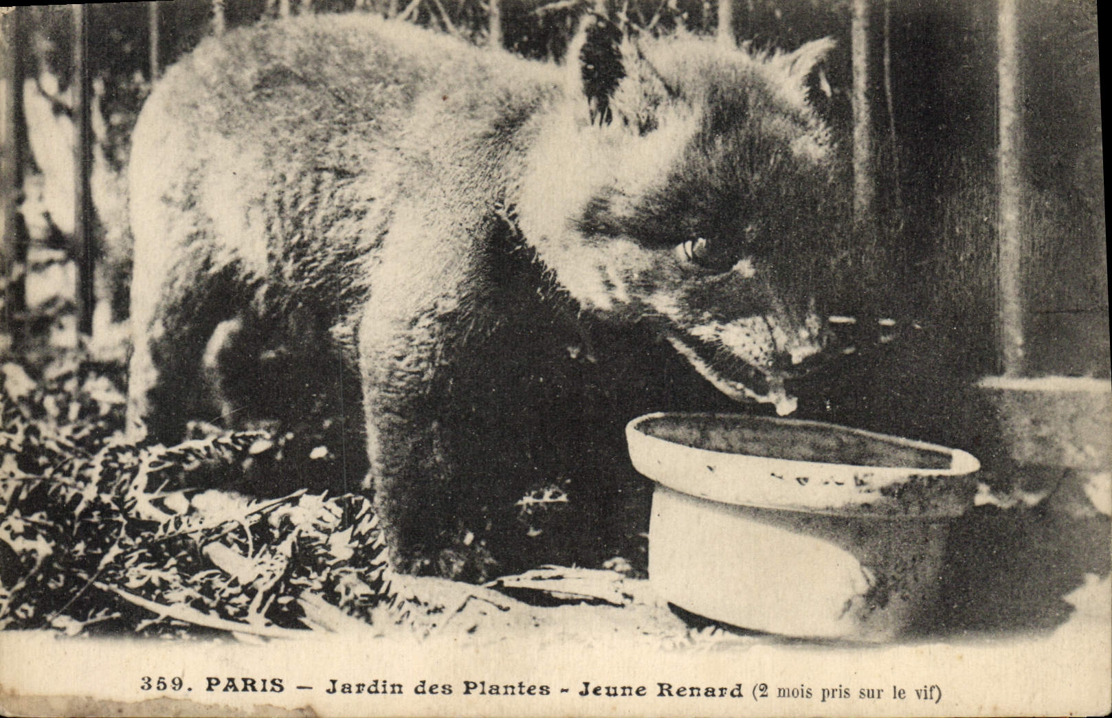 VINTAGE POSTCARD Paris Botanical garden Young fox