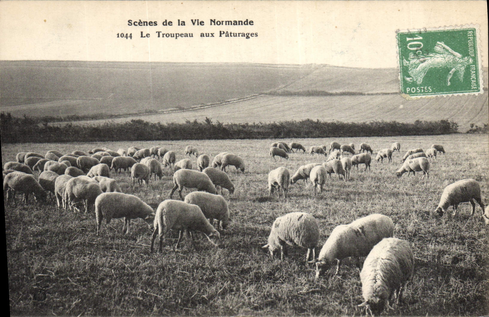Folklore de Normandía de la POSTAL de la VENDIMIA la manada con las ovejas de los pastos