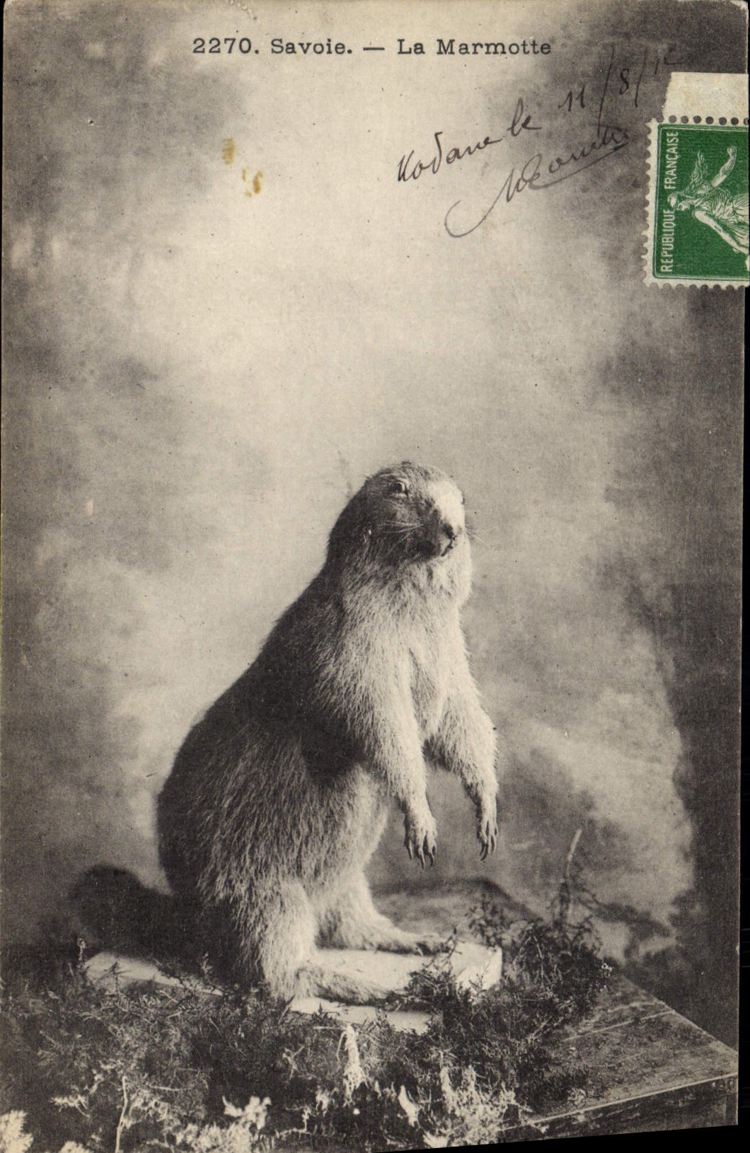 CPA Savoie La Marmotte