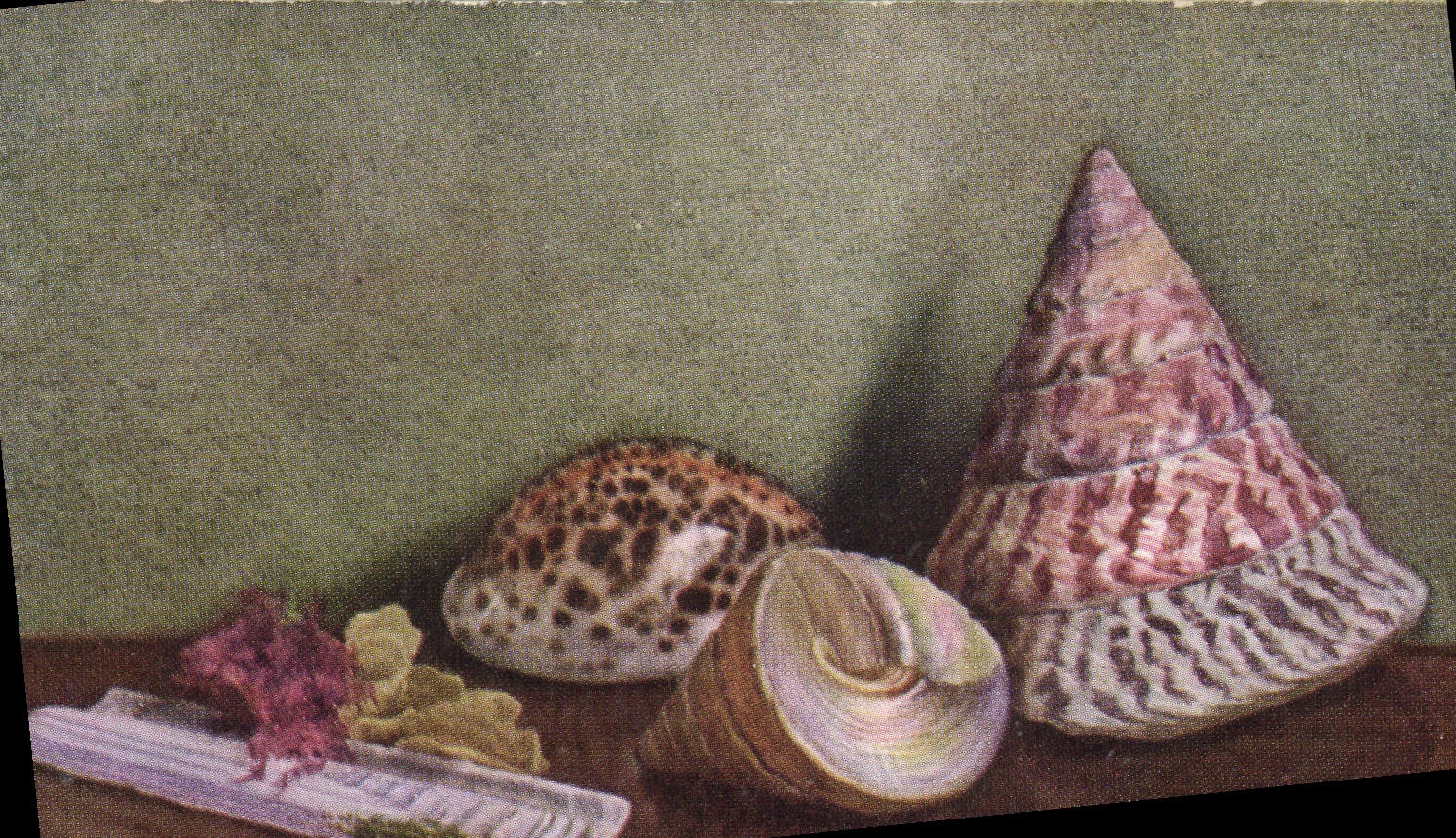 VINTAGE POSTCARD Solen Ensis Cyprea Rigris