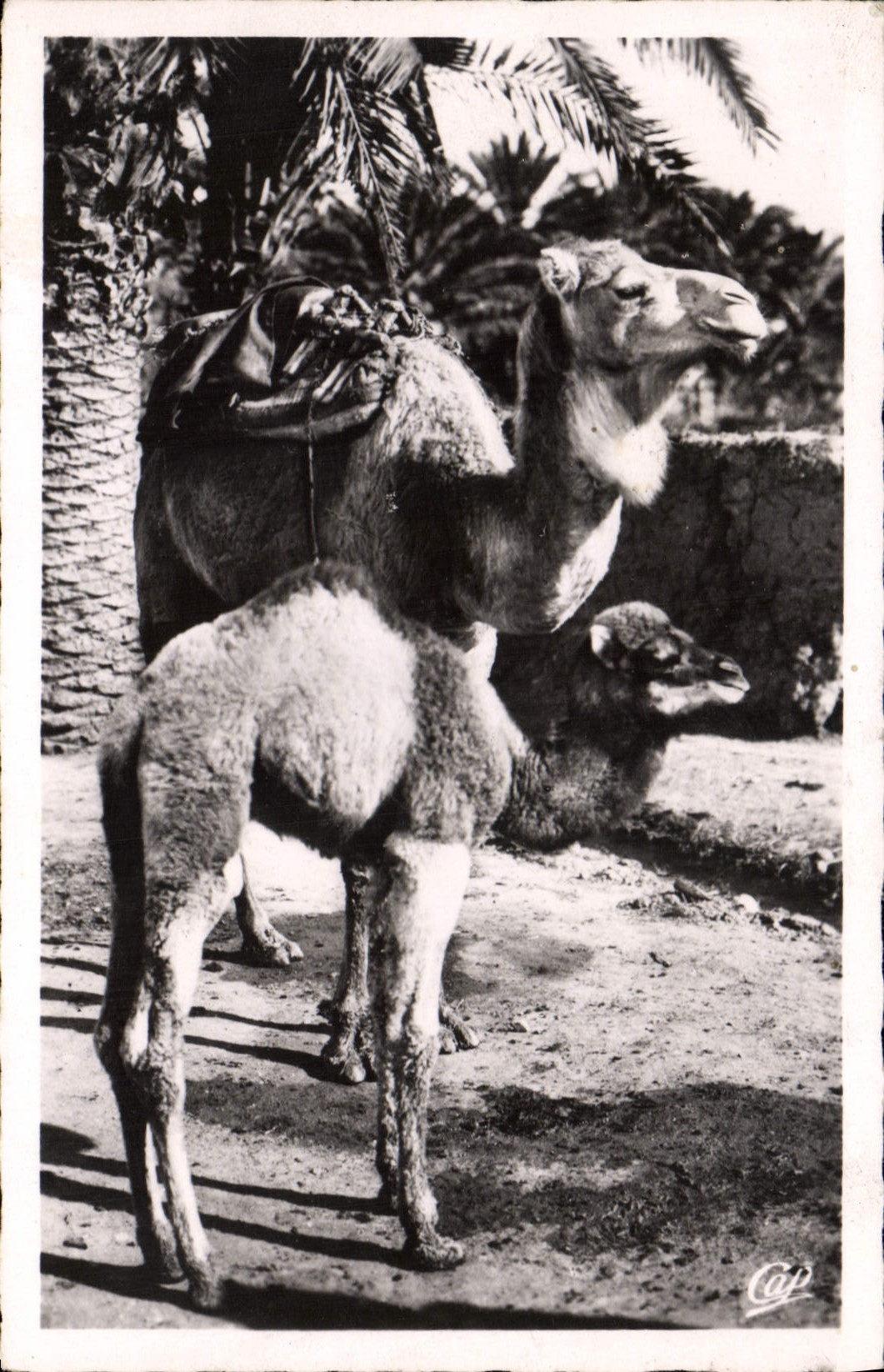 MODERN CARD Chamelle with its small