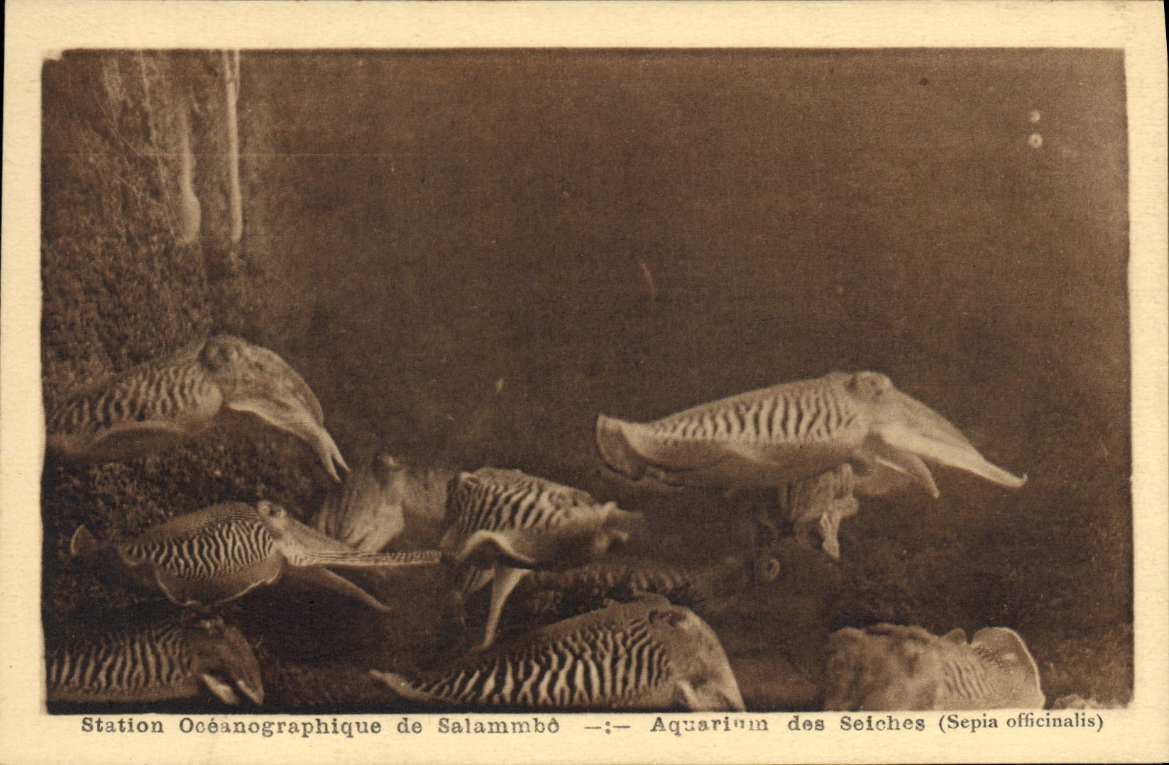 VINTAGE POSTCARD oceanographical Station of Salammbo Aquarium of Cuttlefish