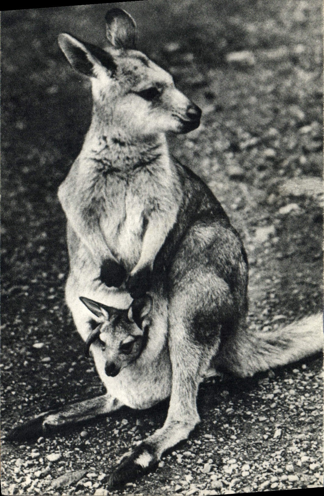 VINTAGE POSTCARD Female kangaroo and its small