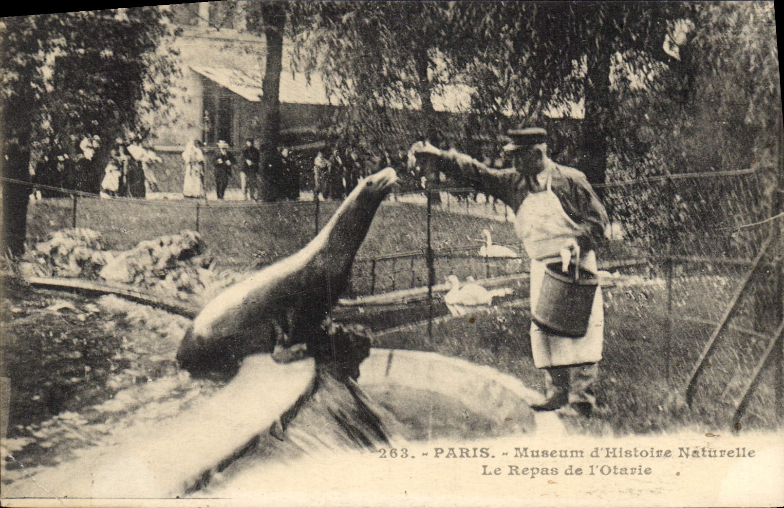VINTAGE POSTCARD Paris Museum of Natural history the meal of the otary
