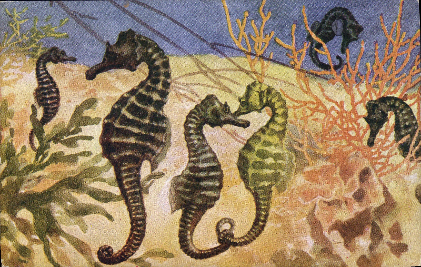 VINTAGE POSTCARD Sea Horses Aquarium zoological gardens London Hippocampus