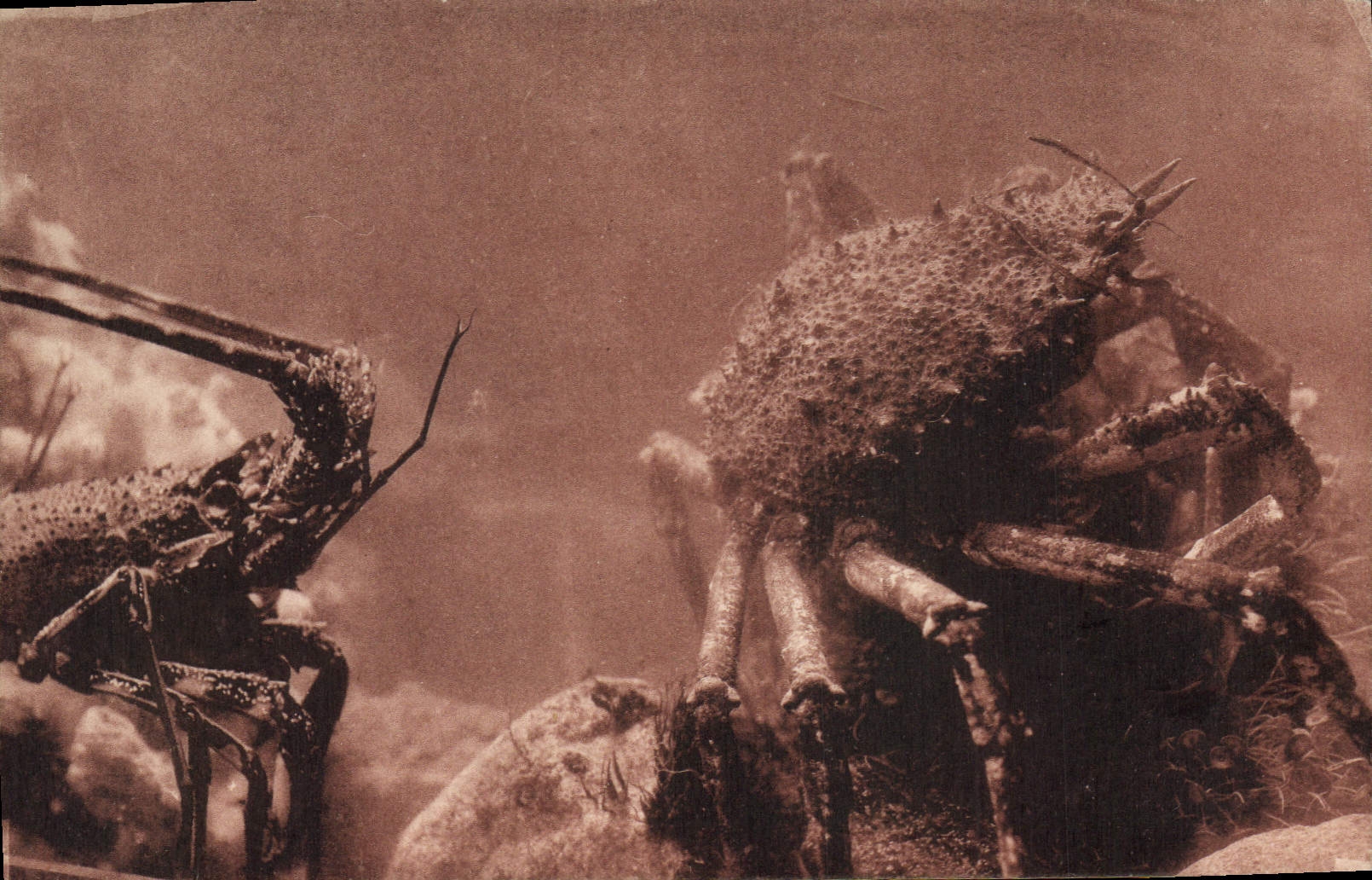 VINTAGE POSTCARD oceanographical Station of Salammbo Spider crab